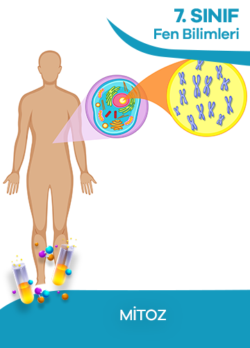 7. Sınıf Fen Bilimleri Mitoz konu resmi