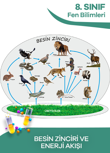 8. Sınıf Fen Bilimleri Besin Zinciri ve Enerji Akışı konu resmi