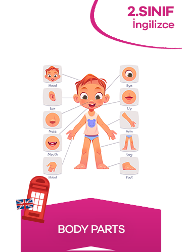 2. Sınıf İngilizce 7. Ünite Body Parts konu resmi