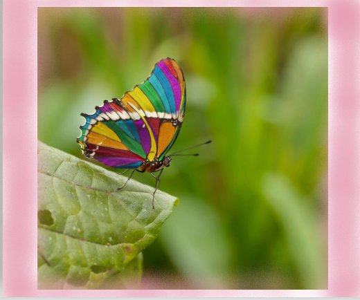 comment image
