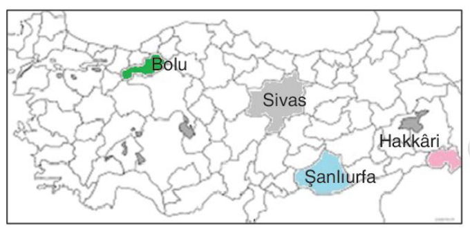 soru gorseli